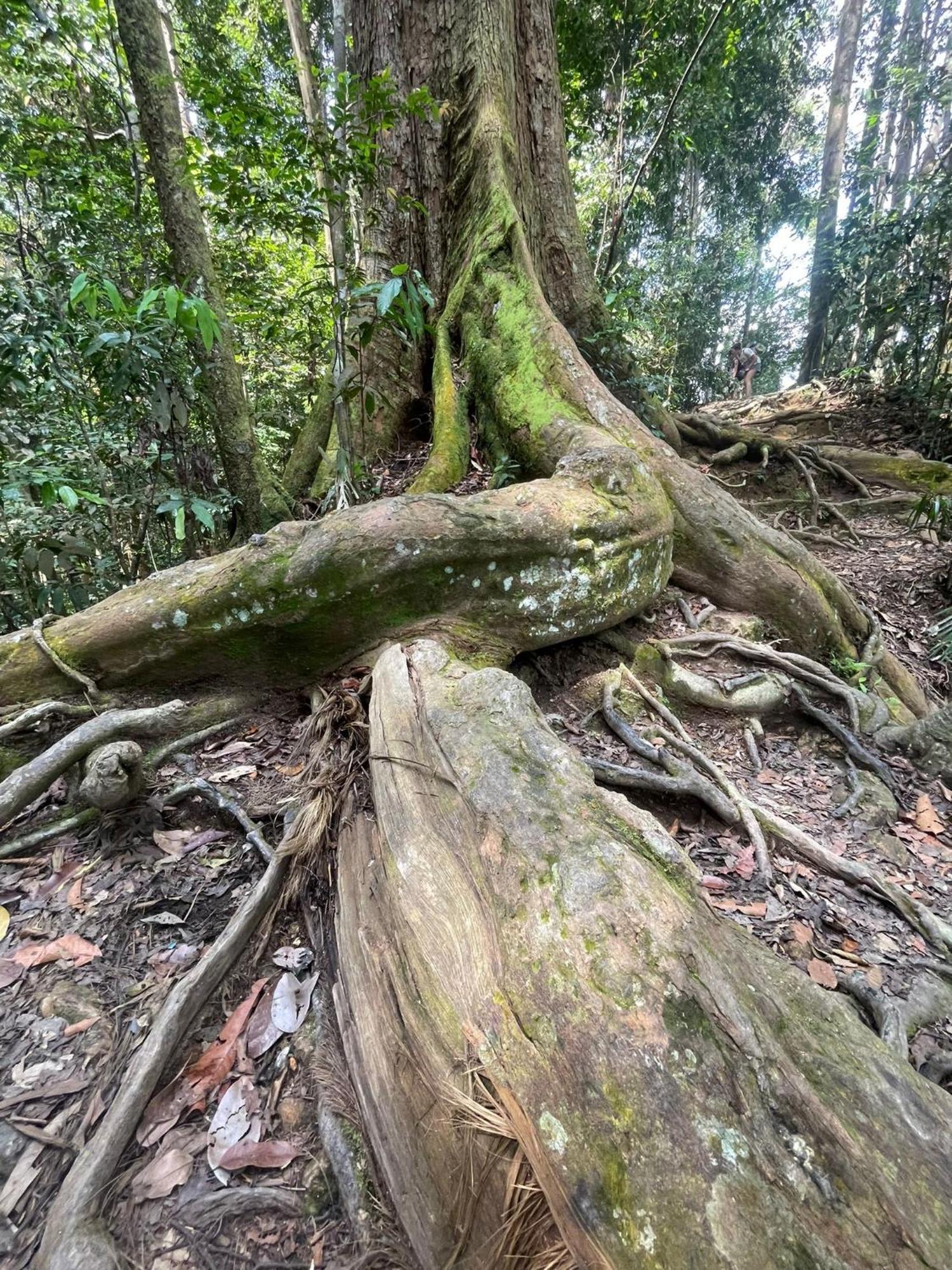 Eco Trekking Lodge, Bar & Jungle Tour'S Bukit Lawang Exterior foto