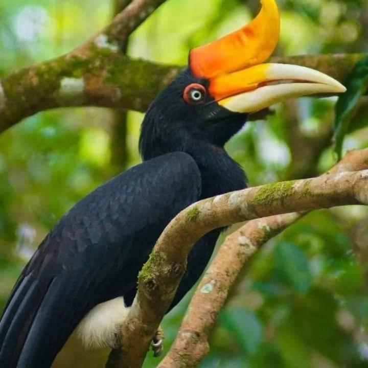 Eco Trekking Lodge, Bar & Jungle Tour'S Bukit Lawang Exterior foto